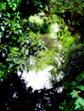16 May - green stream