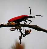 Beetle!