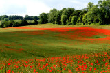 Poppies 2007
