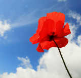 Poppy & sky