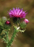 Thistle