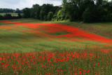 Poppy field