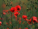 Poppies