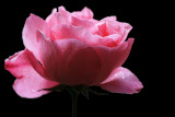 16 June - just a rose