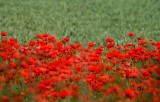 Poppies