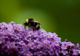 5 July - Busy bee in the country!