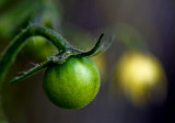 10 July - tomato