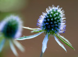 11 August - thistle-like thing...