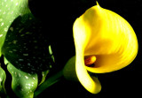 27 August - just a lily