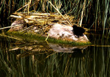 Baby moorhen