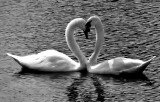 27 August - In Lurve.....!