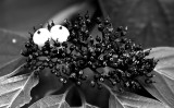 4 September - I spy with my little eyes...