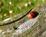 Resting