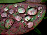 Pink leaf