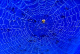 3 October - big web