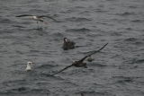 All three albatrosses l-r Laysan, Short-tailed, Black-footed