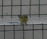 Orange-crowned Warbler flew in to the forest for a visit