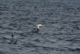 WOW-an adult Short-tailed Albatross!