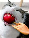 Kitty-Pool.jpg