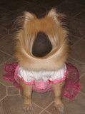 Holy-Dog.jpg