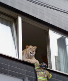 Window-Guard.jpg