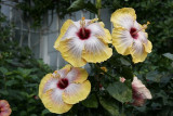 8.  An unusual yellow hibiscus.