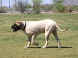 Otis the Mastiff is a big boy