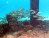 roncos bajo el muelle Sand Dollar