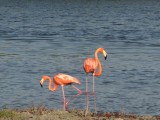 los flamingos