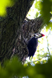 Dryocopus pileatus