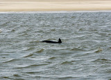 Dolphin off Tybee Island Beach