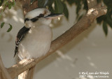 Kookaburra