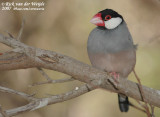 Rijstvogel