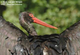 Storks  (Ooievaars)
