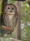 Owls  (Uilen)