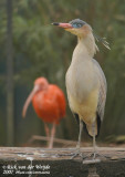 Fluitreiger