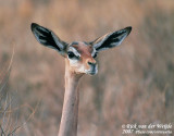 Giraffehalsgazelle