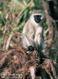 Groene Meerkat / Black-Faced Vervet Monkey