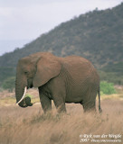 Afrikaanse Olifant / African Elephant