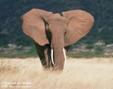 Afrikaanse Olifant / African Elephant