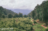 Bamboo Forest