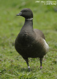 Zwarte Rotgans