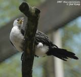 Kleine Bonte Aalscholver