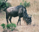 Western White-Bearded Wildebeest<br><i>Connochaetes taurinus mearnsi</i>