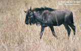 Western White-Bearded Wildebeest<br><i>Connochaetes taurinus mearnsi</i>
