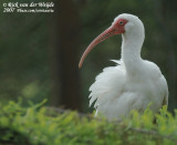 Witte Ibis
