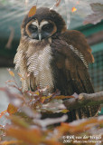 Brown Wood Owl  (Maleise Bosuil)