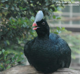 Curassows and Guans  (Goeans en Hokko's)