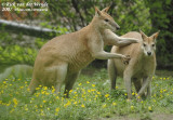Agile Wallaby  (Zandwallabie)