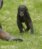 Bonobo